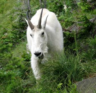 Goat's Head