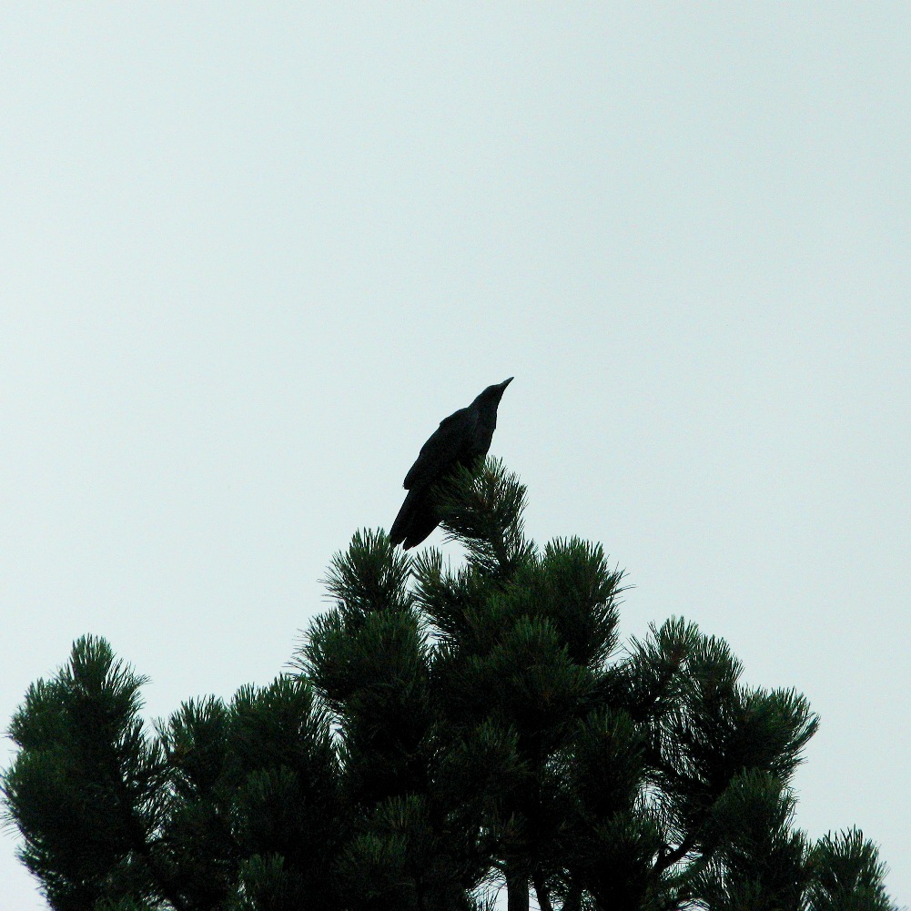 King Raven